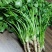 香菜，聊城铁杆青香菜中叶，大量现货供应，香菜