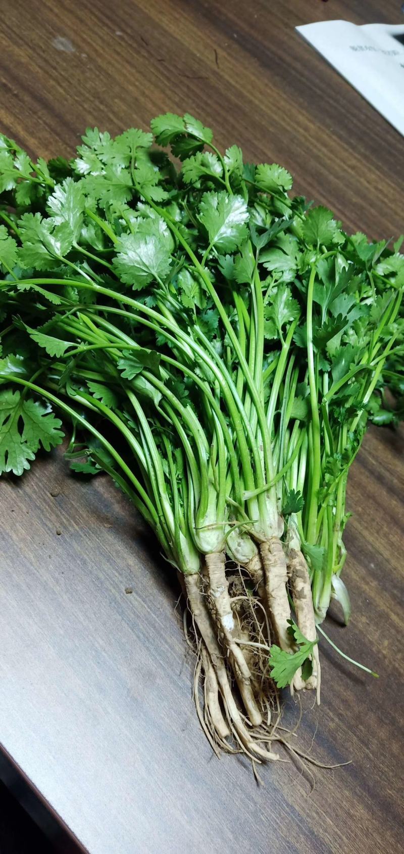 香菜，聊城铁杆青香菜中叶，大量现货供应，香菜