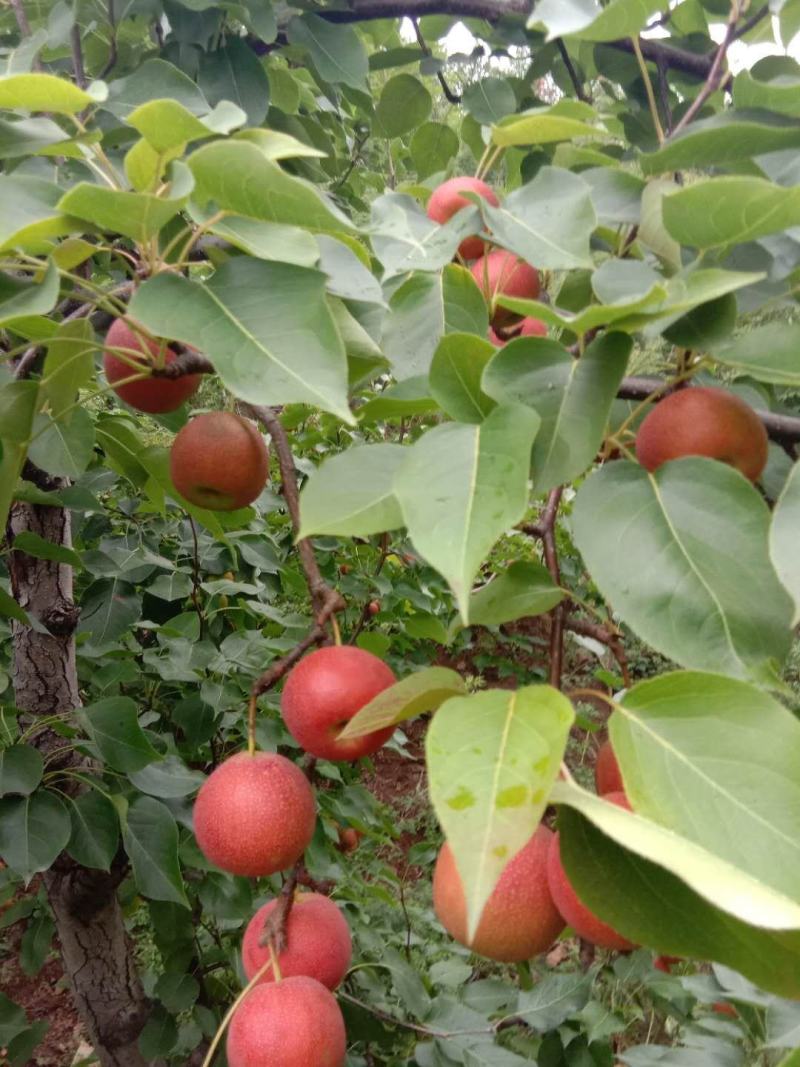 辽宁绥中精品嘎啦散沙苹果产地直销大量上市中