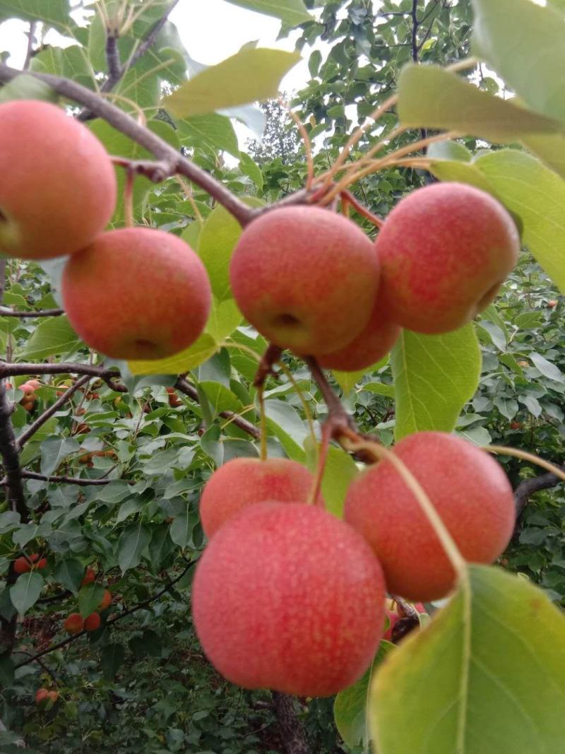 辽宁绥中精品嘎啦散沙苹果产地直销大量上市中