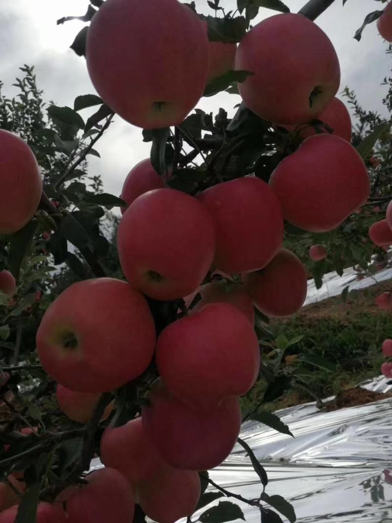 辽宁绥中精品嘎啦散沙苹果产地直销大量上市中