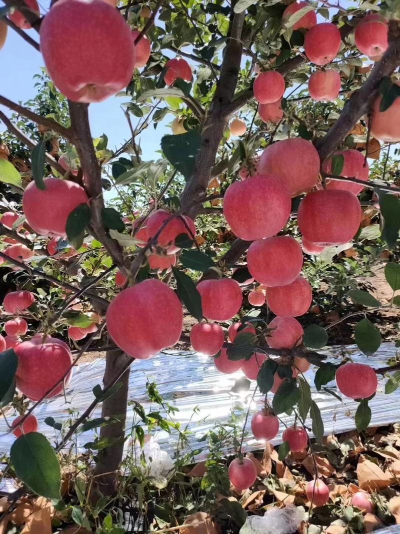 辽宁绥中精品嘎啦散沙苹果产地直销大量上市中