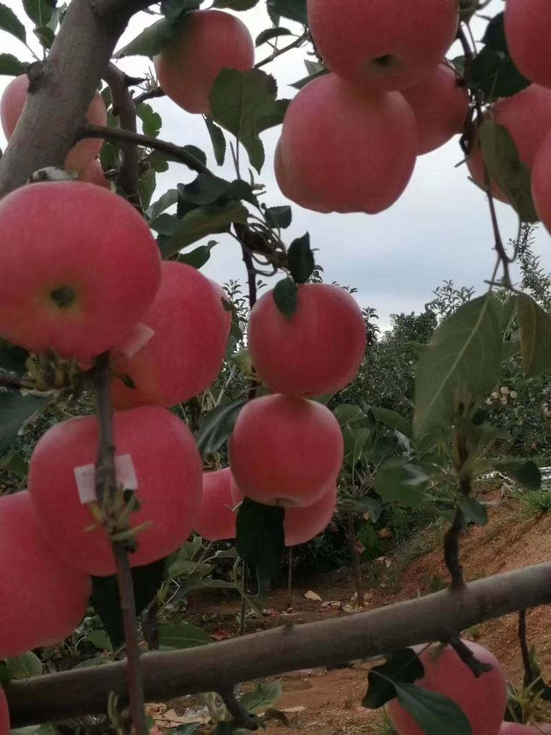 辽宁绥中精品嘎啦散沙苹果产地直销大量上市中