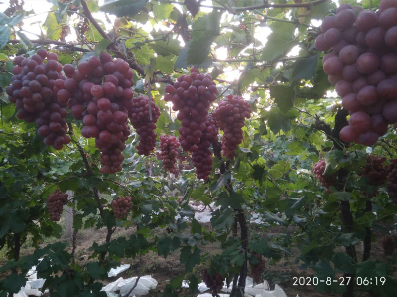 红提，A17，阳光玫瑰，已上市