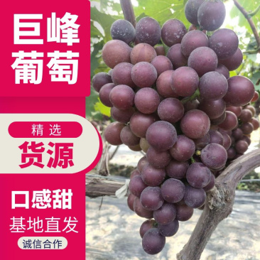 葡萄巨峰葡萄产地直发优质货源串好颜色鲜艳
