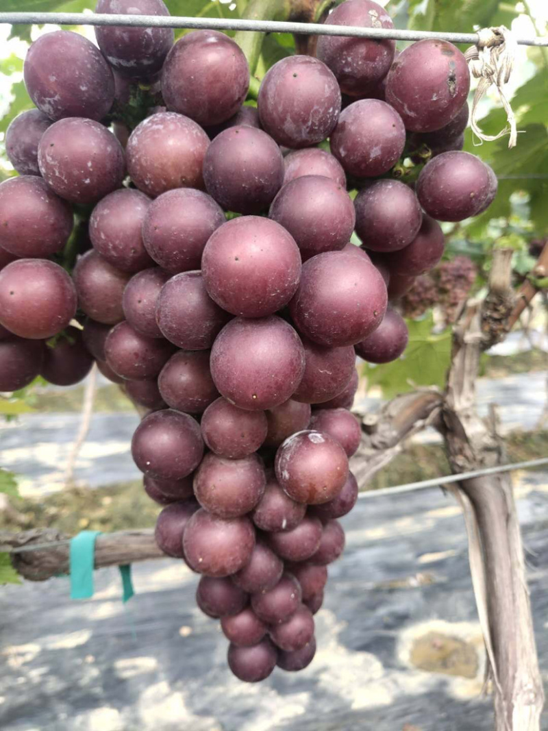 葡萄巨峰葡萄产地直发优质货源串好颜色鲜艳