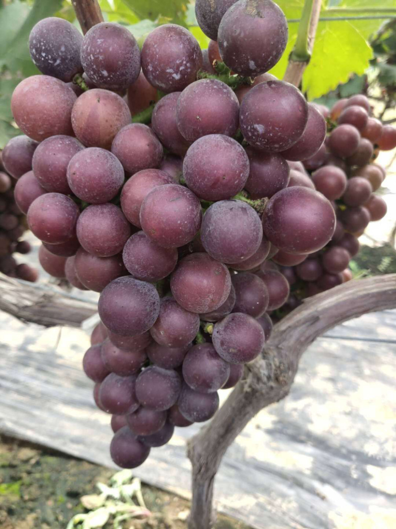 葡萄巨峰葡萄产地直发优质货源串好颜色鲜艳