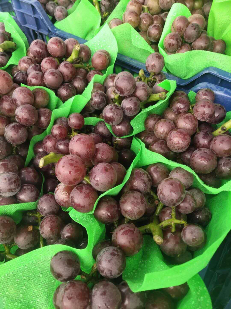 葡萄巨峰葡萄产地直发优质货源串好颜色鲜艳