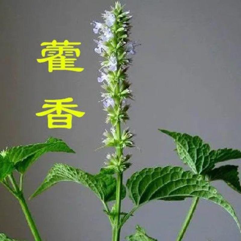 藿香种子四季播食用药用藿香种子籽五香叶植物种子室外驱蚊种