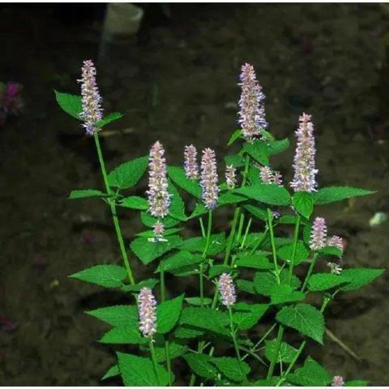 藿香种子四季播食用药用藿香种子籽五香叶植物种子室外驱蚊种