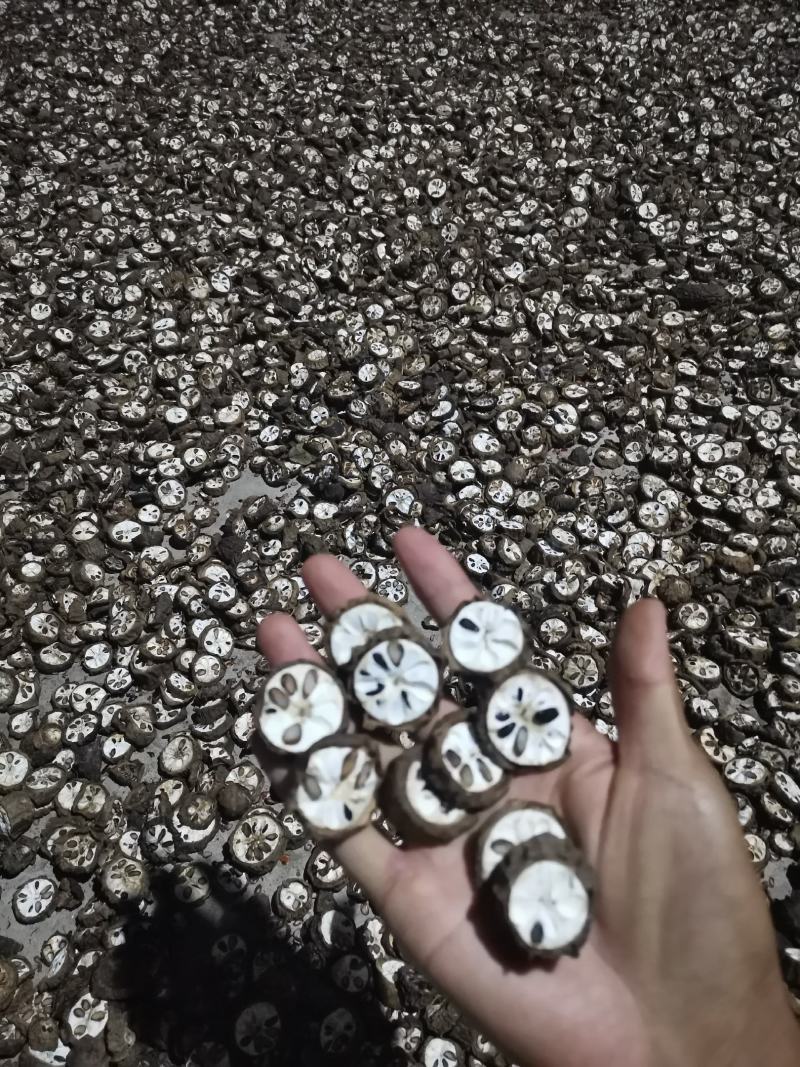 八月瓜优级八月瓜，野生