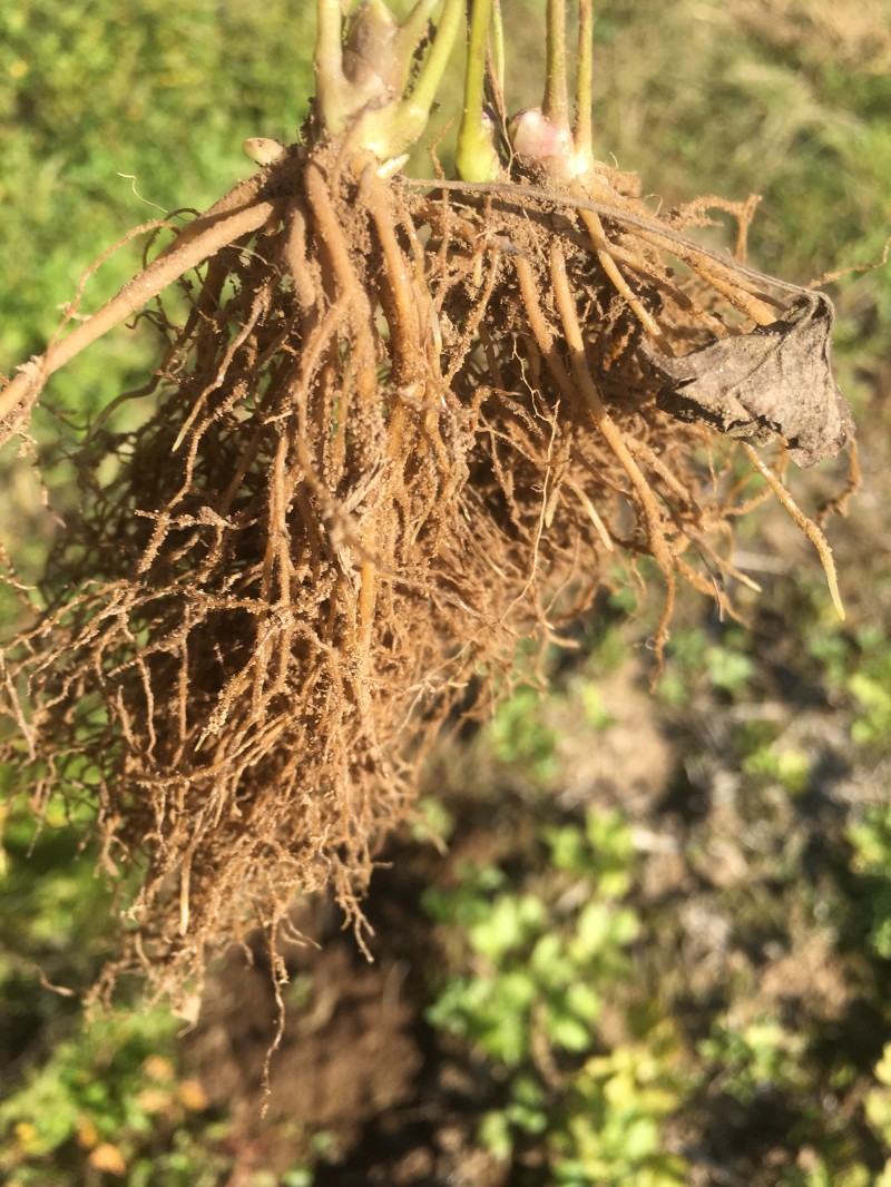 升麻种子，纯正东北关升麻，提供种子，种苗，提供种植技术