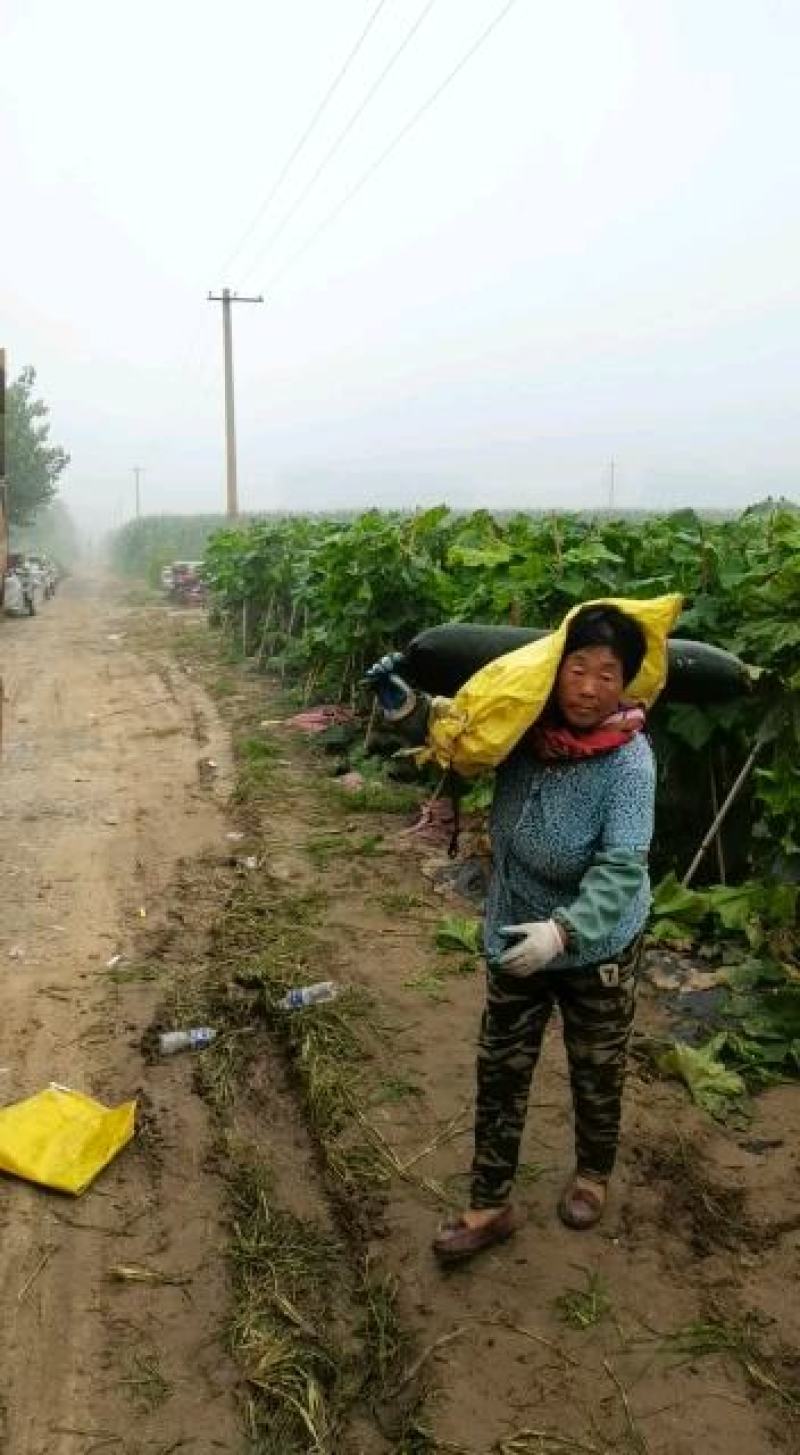 黑皮吊冬瓜个大粗平均35斤以上瓜条好肉多