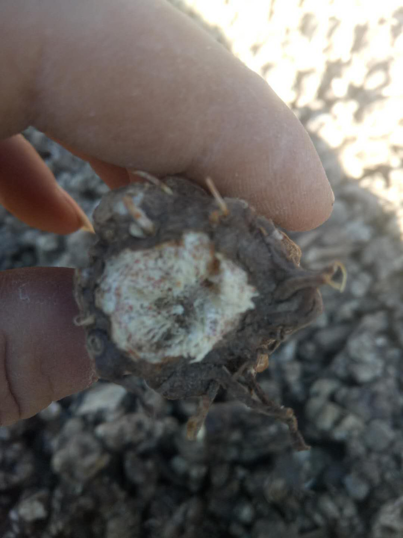 朱砂点苍术种子，种苗，提供种植技术，可回收