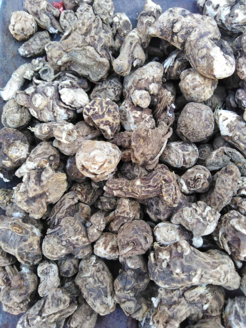 朱砂点苍术种子，种苗，提供种植技术，可回收