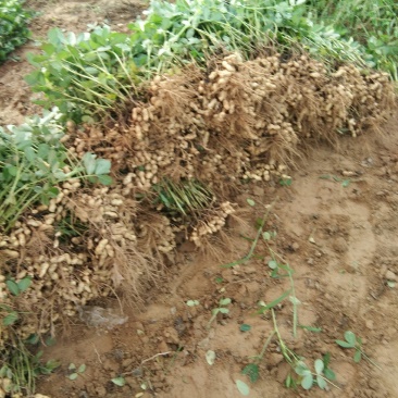 大量供应沙土地鲜花生