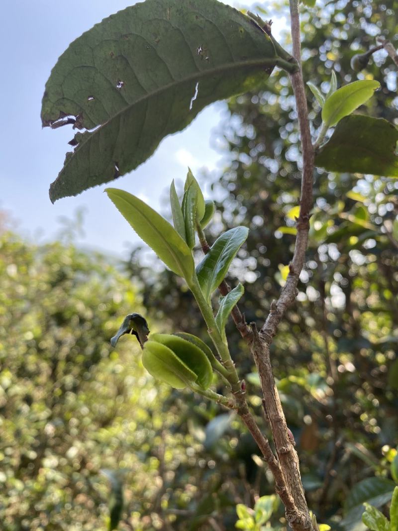 昔归古树茶普洱生茶250克金叶砖入口香甜苦涩轻