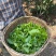 昔归古树茶普洱生茶250克金叶砖入口香甜苦涩轻