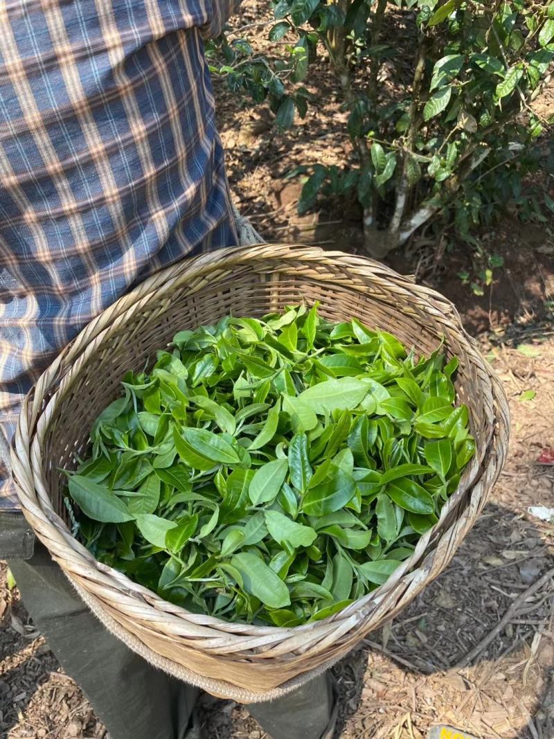 昔归古树茶普洱生茶250克金叶砖入口香甜苦涩轻