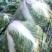 秦白2号白菜4~6斤净菜散装袋装都可，质量很好