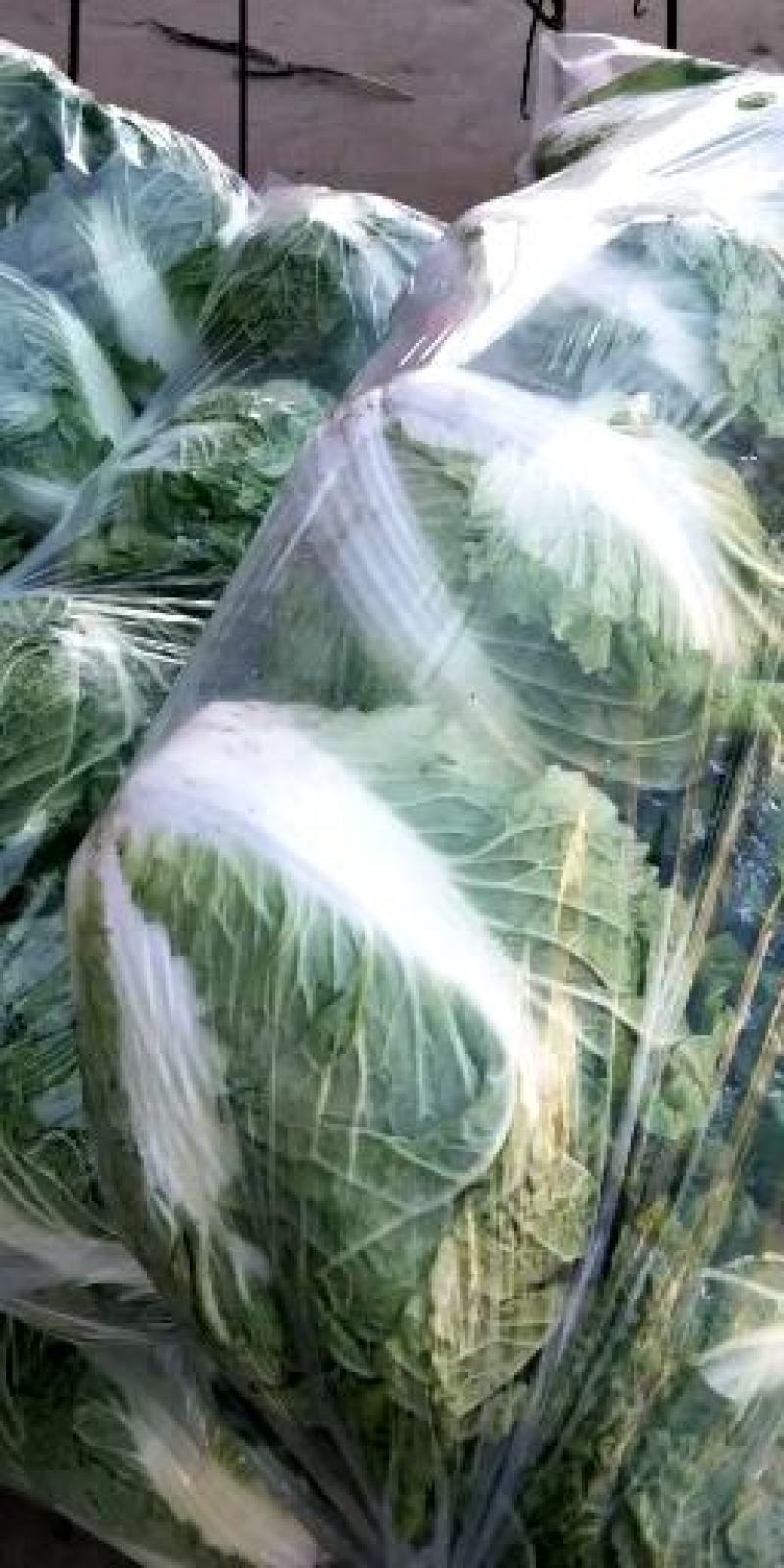 秦白2号白菜4~6斤净菜散装袋装都可，质量很好