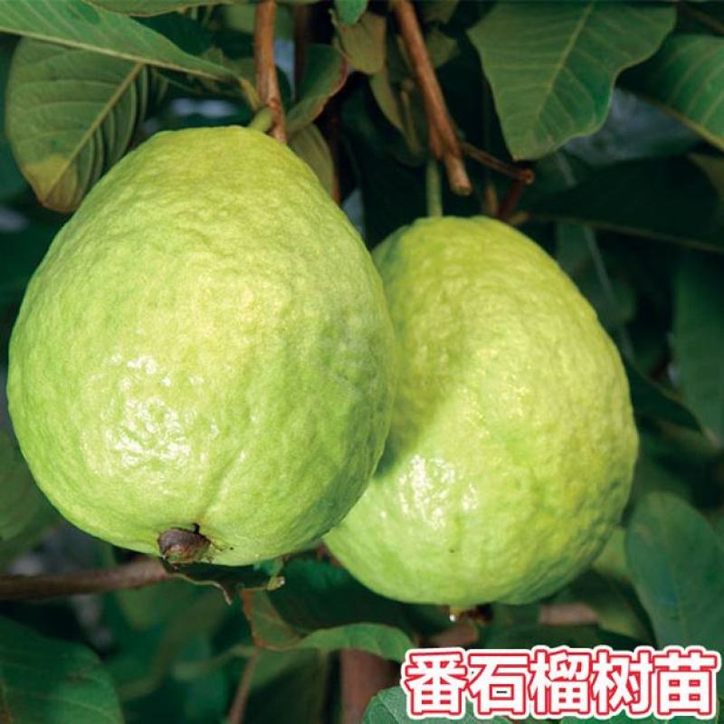 台湾红心芭乐番石榴苗胭脂红番石榴苗四季当年结果珍珠番石榴