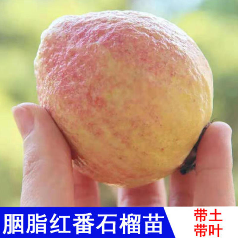 台湾红心芭乐番石榴苗胭脂红番石榴苗四季当年结果珍珠番石榴