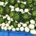 麻叶青白菜4~6斤净菜质量保证现采现发