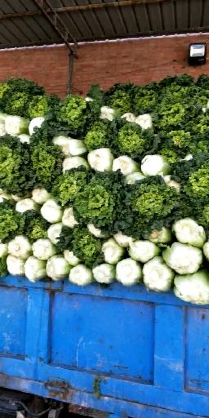 麻叶青白菜4~6斤净菜质量保证现采现发
