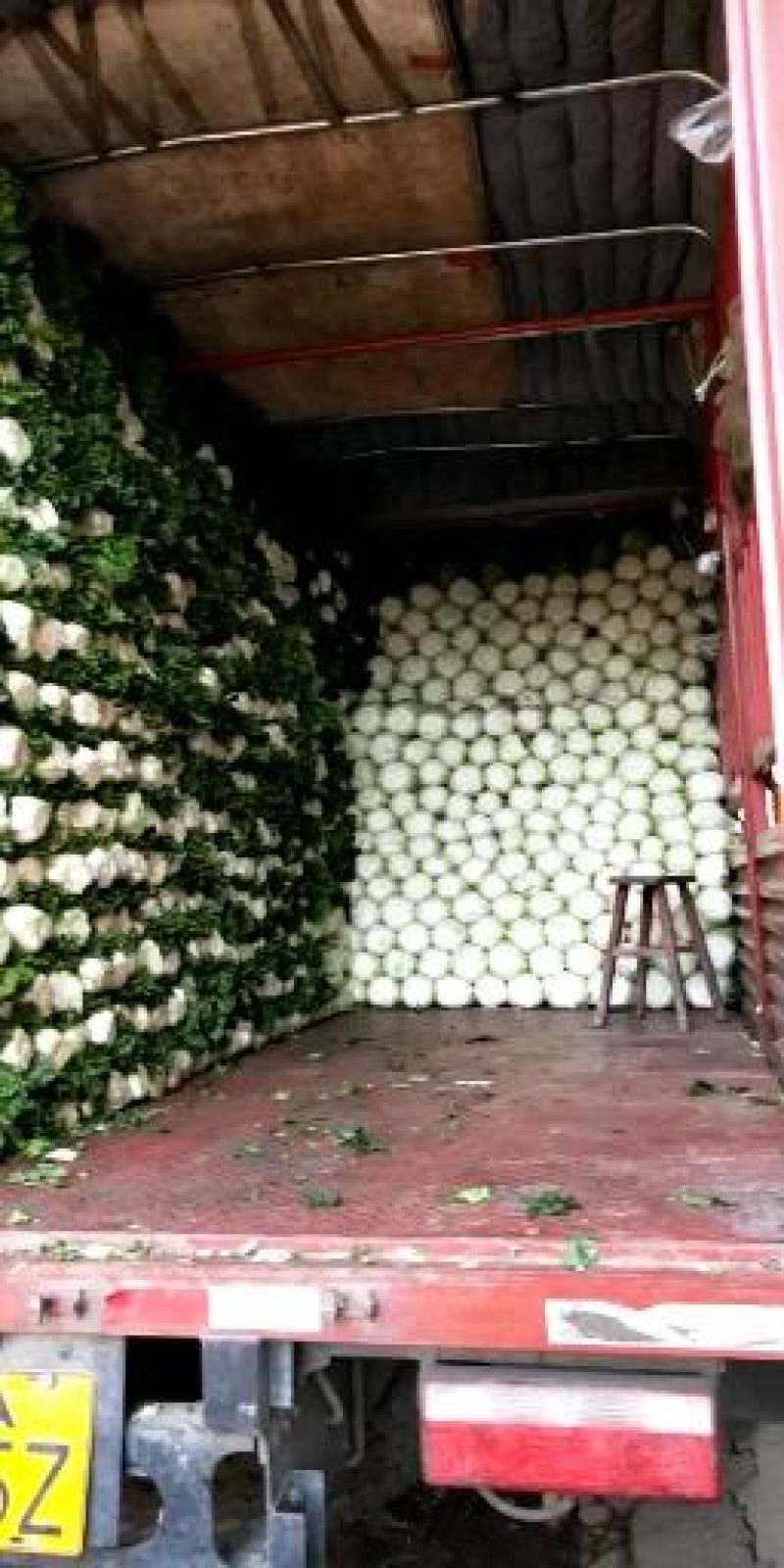 麻叶青白菜4~6斤净菜质量保证现采现发