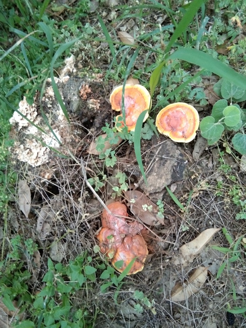 灵芝，野生赤灵芝(8公分以上的精选野生大灵芝)