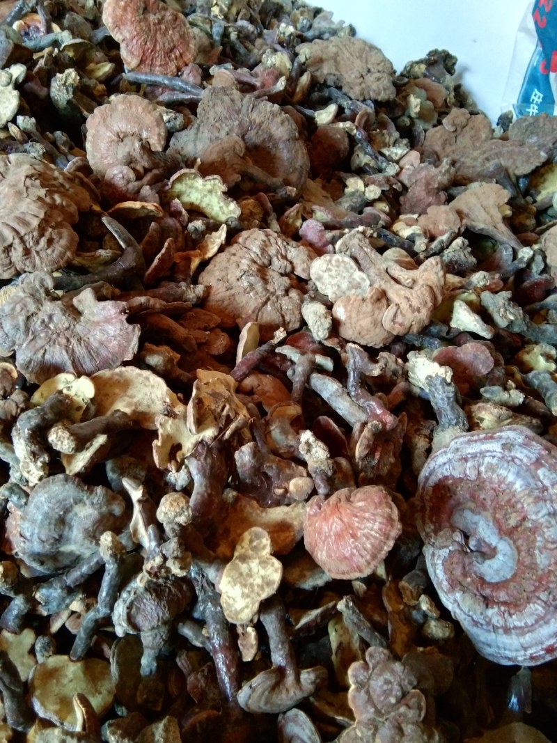 灵芝，野生赤灵芝(8公分以上的精选野生大灵芝)