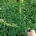益母草根全草干货切断天然采摘非人工种植成熟益母草