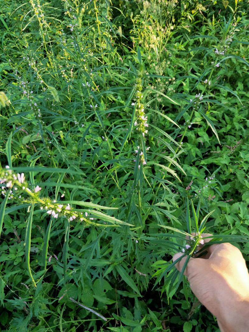 益母草根全草干货切断天然采摘非人工种植成熟益母草