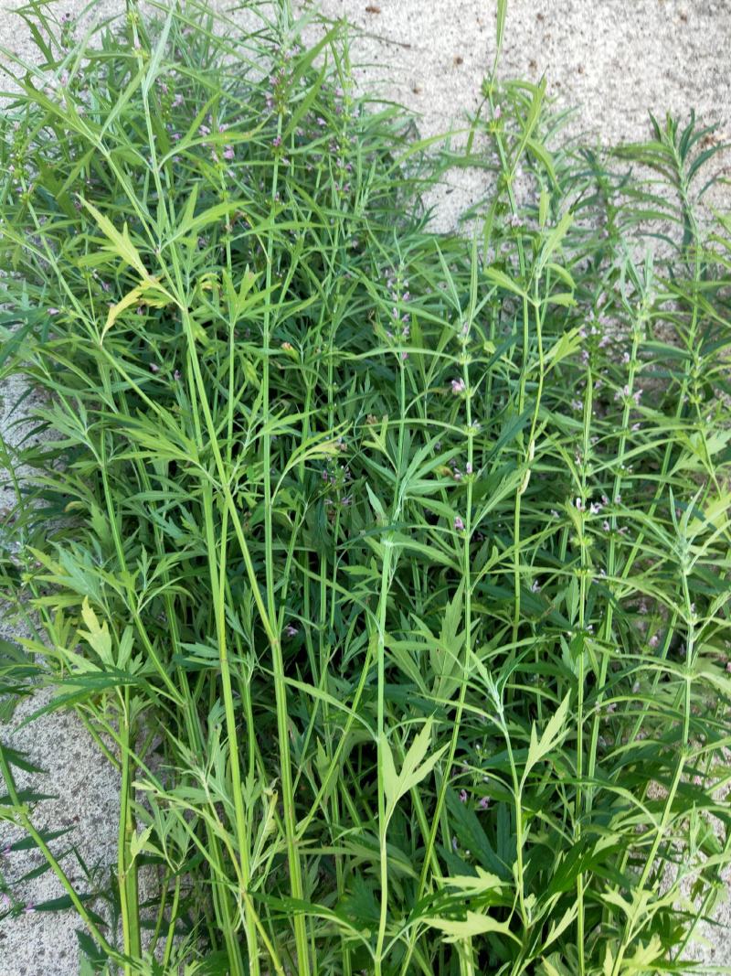 益母草根全草干货切断天然采摘非人工种植成熟益母草