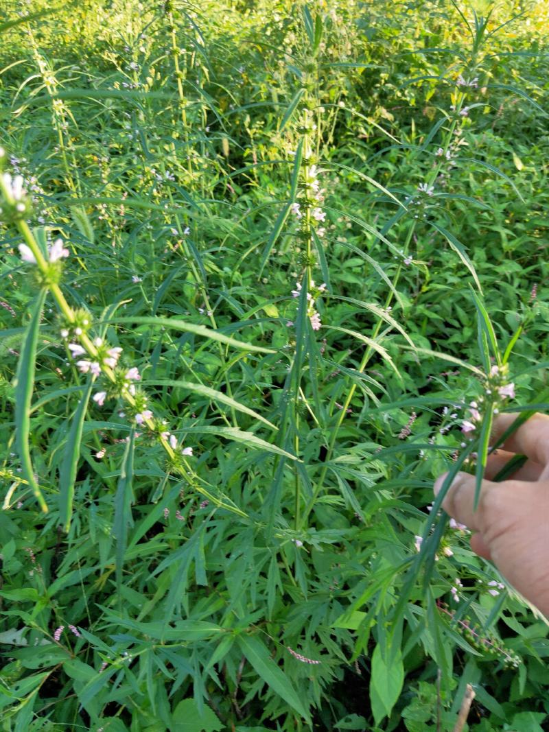 益母草根全草干货切断天然采摘非人工种植成熟益母草