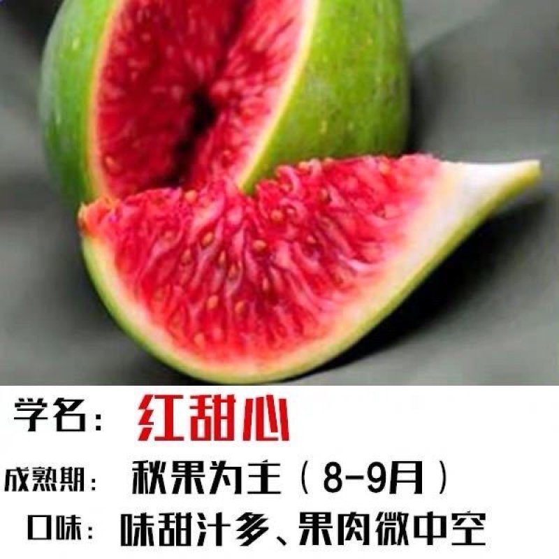 无花果树苗地栽盆栽无花果苗四季当年结果南方北方种植