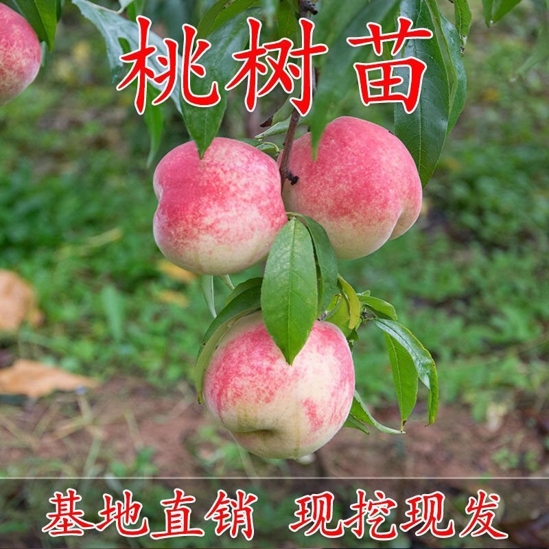 桃苗适合南北方种植，喜欢你可以联系