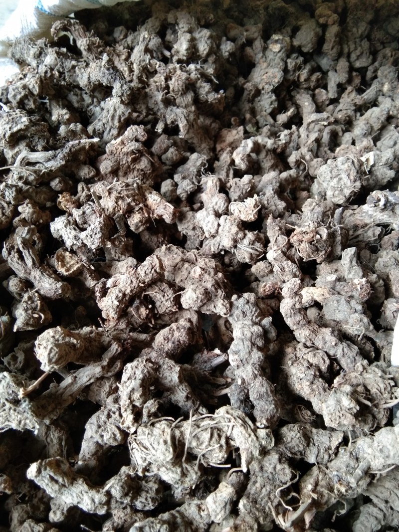 苍术南苍术(野生南苍术)朱砂点多、味浓，产地直销