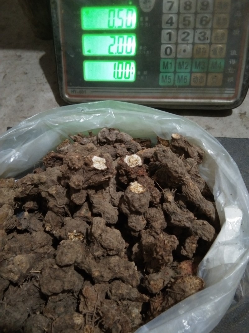 苍术南苍术(野生南苍术)朱砂点多、味浓，产地直销