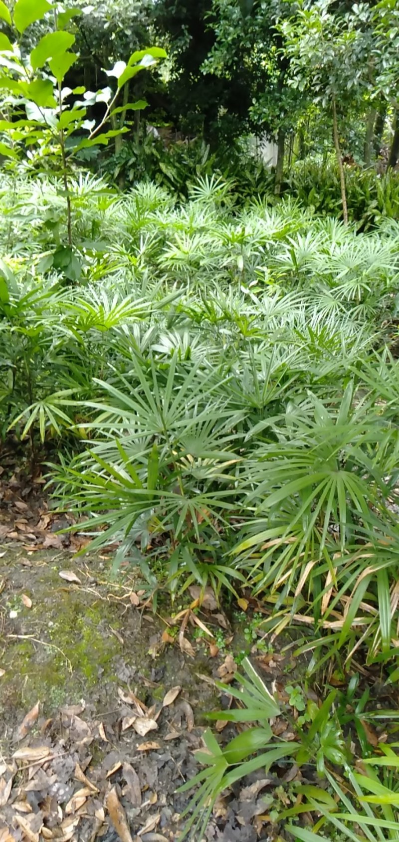 细叶棕竹苗，60cm—120cm细叶棕竹