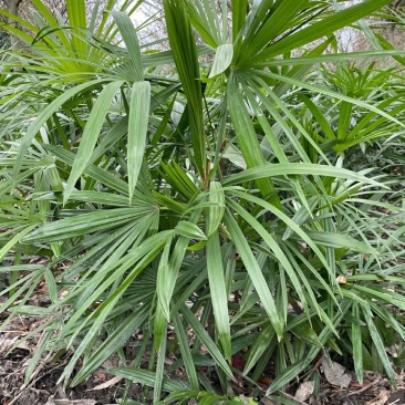 细叶棕竹苗，60cm—120cm细叶棕竹
