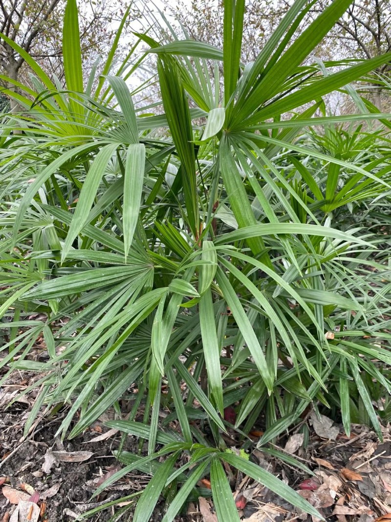 细叶棕竹苗，60cm—120cm细叶棕竹
