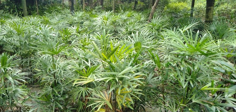 细叶棕竹苗，60cm—120cm细叶棕竹