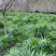 细叶棕竹苗，60cm—120cm细叶棕竹