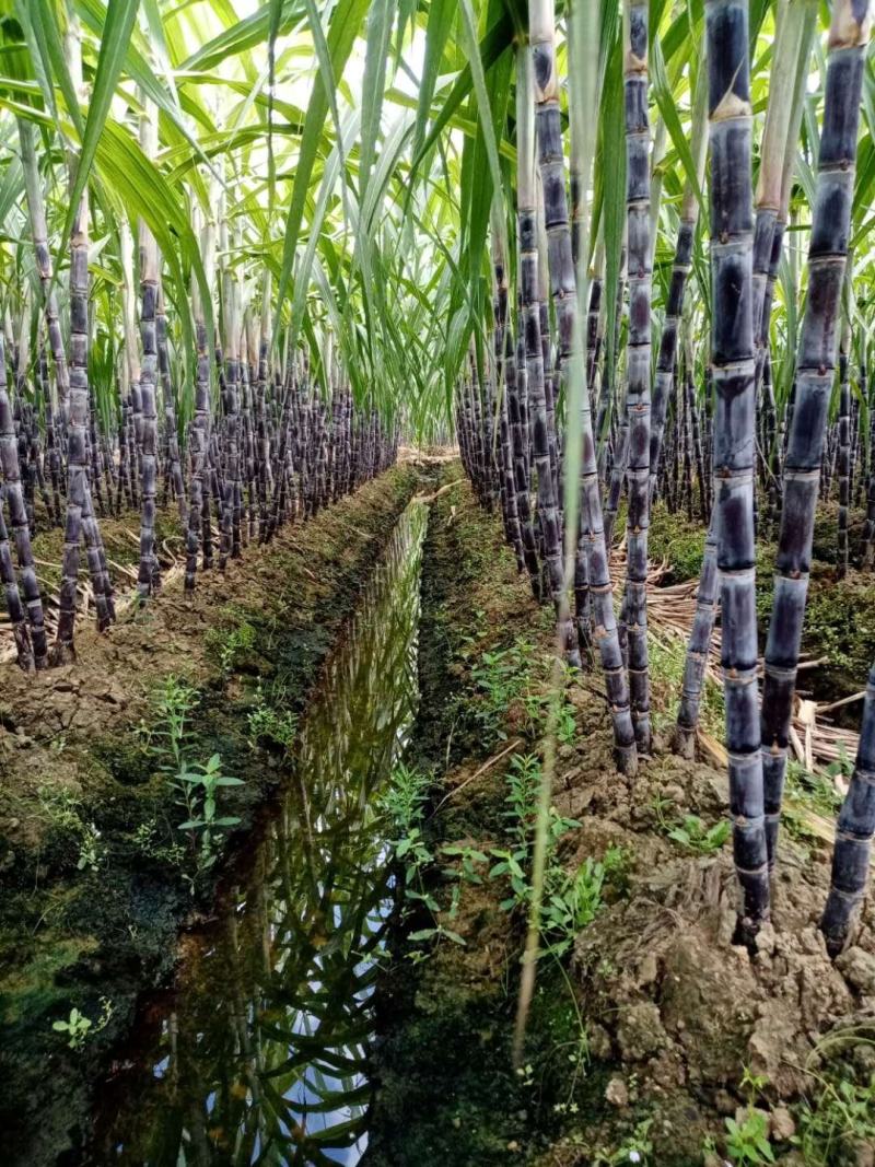 大量供应广西桂林，农家肥种植，又甜又软，吃不忘了