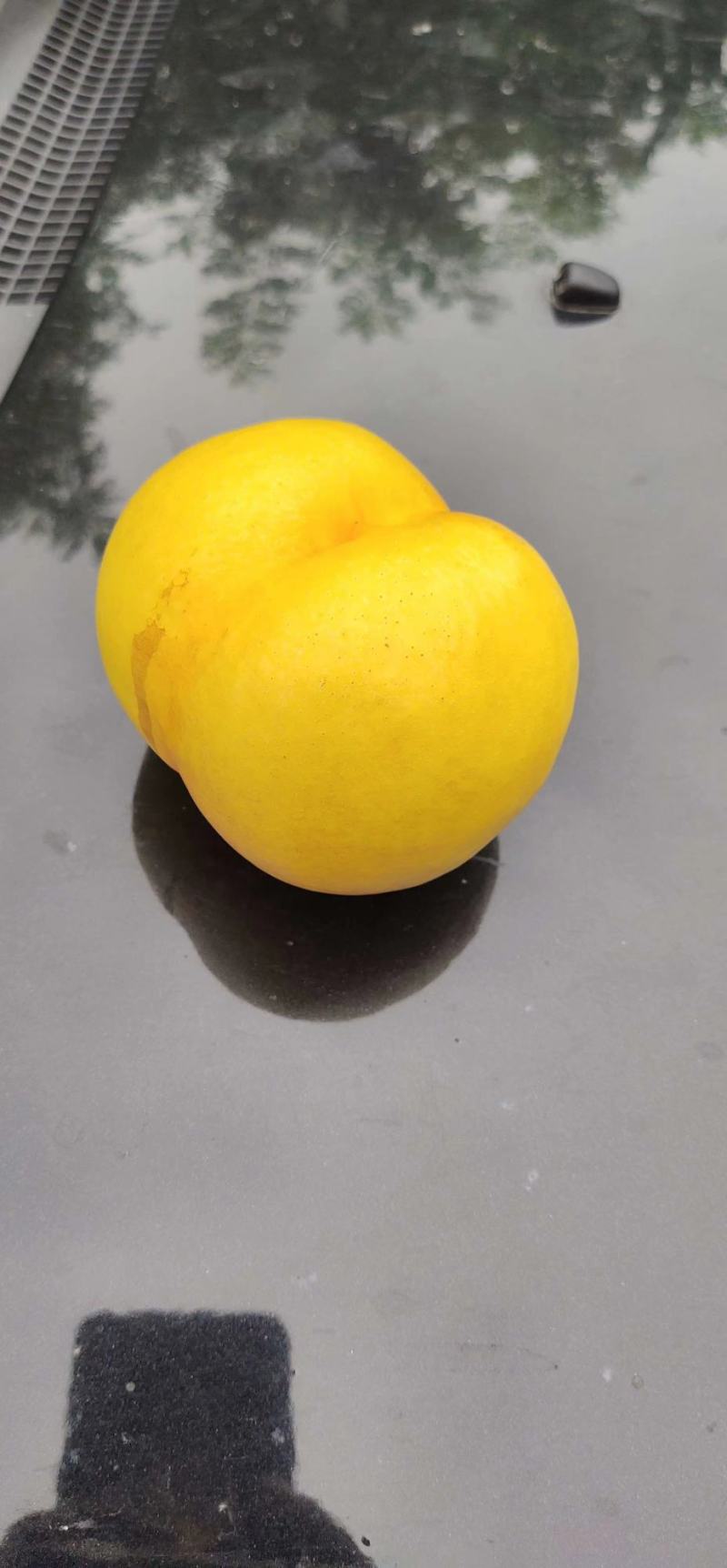 大连黄桃中油八，绿花九，大量上市，产地直销，货源充足，价