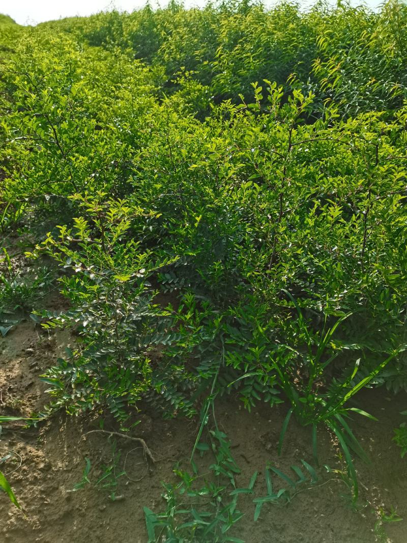 山西酸枣苗，冬枣苗，酸枣苗，绛县药用酸枣苗，技术指导