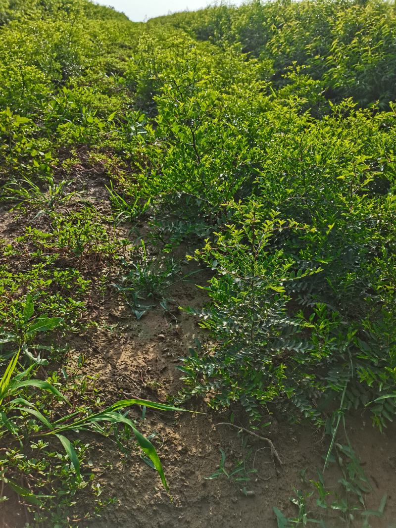 山西酸枣苗，冬枣苗，酸枣苗，绛县药用酸枣苗，技术指导