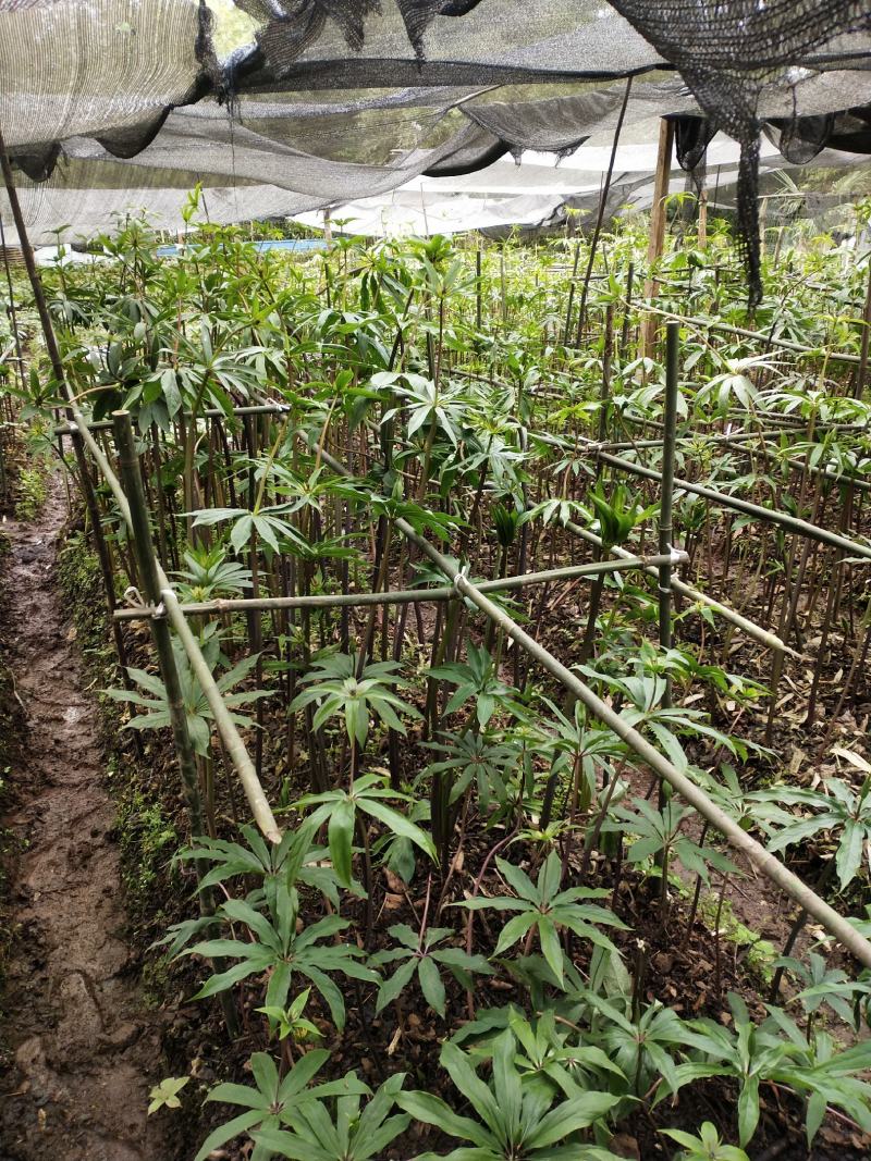 重楼七叶一枝花好品种高杆华重楼